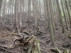 1 水源の森林づくり事業の推進 神奈川県ホームページ