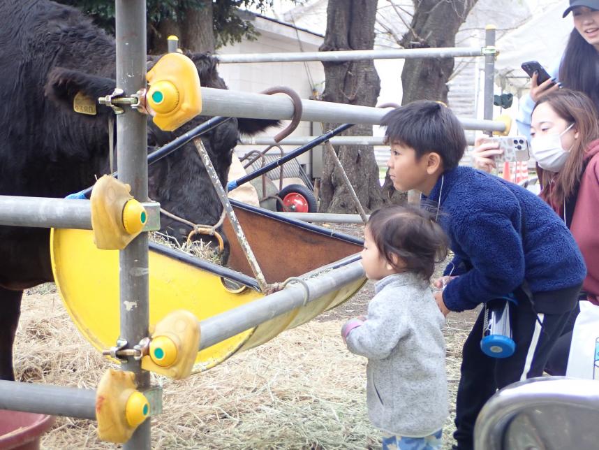 牛のえさやりの見学