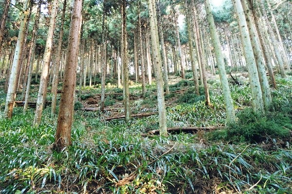 間伐後の森林