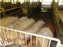 徹底した水洗・消毒と、日頃のこまめな除糞や木酢液の散布等により、豚舎内の臭気は非常に少ない