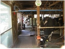 牛舎内は整理整頓、きれいに清掃し、換気扇の増設や細霧装置の設置により良好な飼養環境にしている