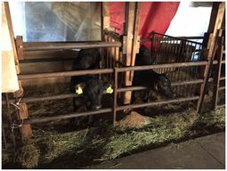 交雑種の子牛は疾病損耗防止のため、カーテンで風を遮り、豊富な敷料により保温管理している