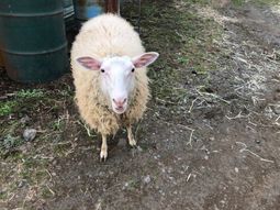 羊の飼養を始め、畜舎周囲の雑草がなくなっただけでなく、訪れる子供たちにも人気がある