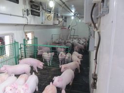 離乳豚舎内はアニマルウェルフェアに配慮し、子豚が自由に動き回れるよう、十分な広さを確保している