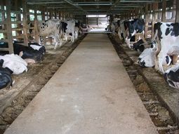 牛床はオガ粉を使用しているため乾燥しており、牛にとって快適な環境となっている