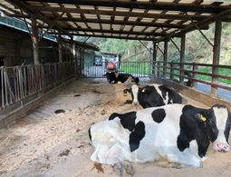 乾乳牛用パドックの敷料にはオガ粉と石灰を混ぜたものを利用し、牛の快適性と衛生面に配慮している