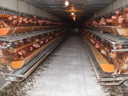 鶏舎内はこまめな鶏ふんの除去、定期的な石灰散布の実施等によりハエ等の発生を抑制している