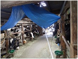 牛舎天井裏の換気扇から効果的に送風するためにブルーシートを張って風向きを調節し、暑熱対策をしている