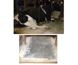 牛床の一部にウォーターベッドを導入し、分娩牛などがより快適な飼養環境になるようにしている