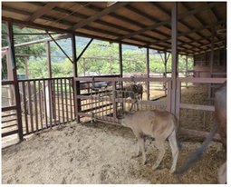 牛房内にはおが粉、籾殻や落花生の殻が敷き料としてふんだんに使われている