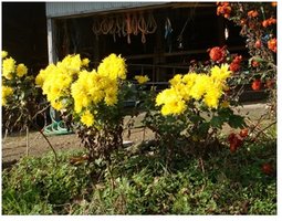 畜舎周辺の景観に気を配っており、7月から8月には色とりどりの花々が訪問者の目を楽しませている