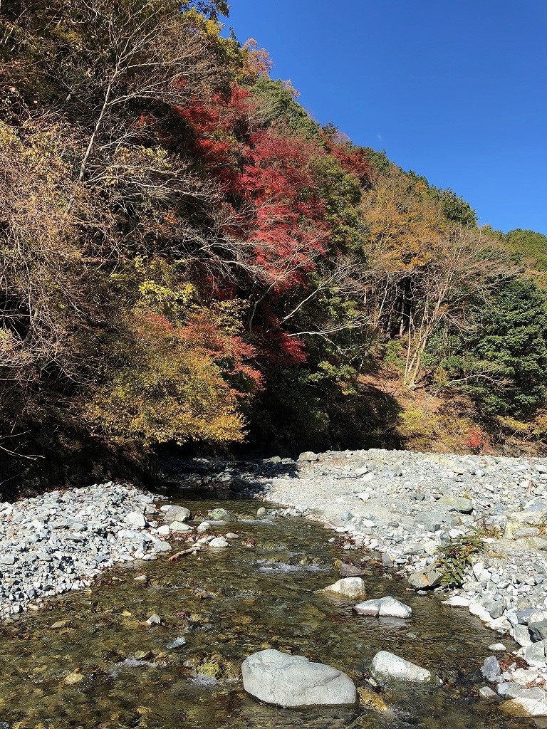 やどりき水源林の紅葉の様子