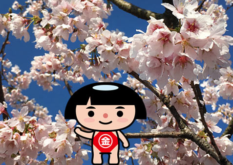 玉縄桜で一足早くお花見ができるよ！