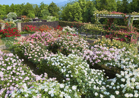 花菜ガーデン名物の春バラは圧巻だね（秋バラもいいよ！）