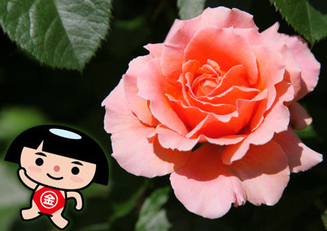 花菜ガーデンの花「花菜ローズ」優雅な香りをお楽しみください