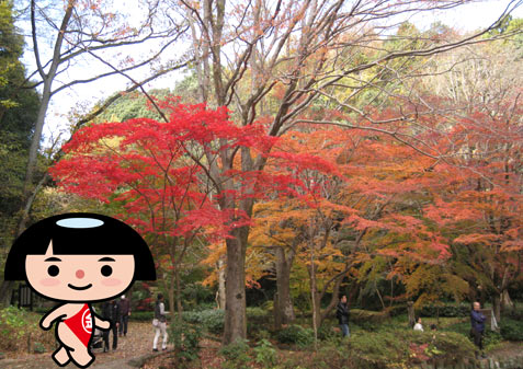 神奈川県立東高根森林公園の紅葉