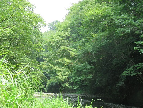 川と森