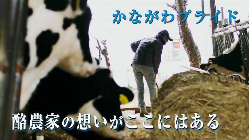 かながわプライド酪農