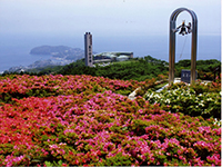 星ヶ山公園　さつきの郷のつつじの写真