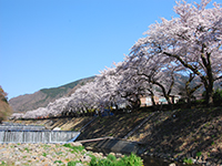 宮城野早川の桜の写真