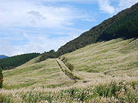 仙石原すすき草原の写真