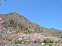 幕山公園の梅の写真