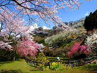 最明寺史跡公園の桜の写真