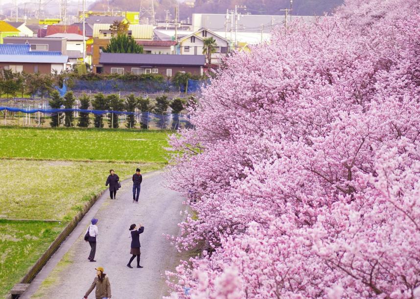 一ノ堰ハラネ（春めき桜）の桜
