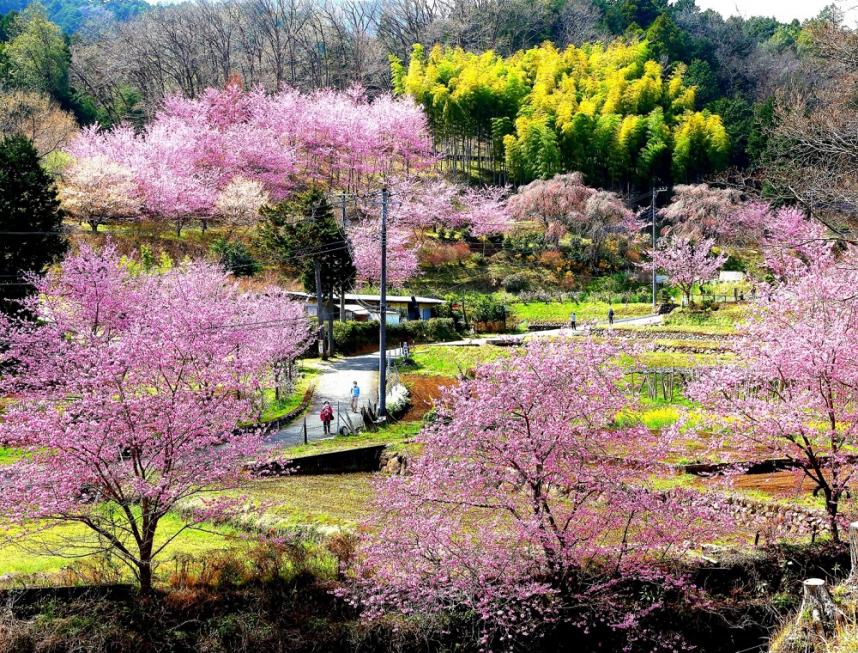 大雄町花咲く里山の写真