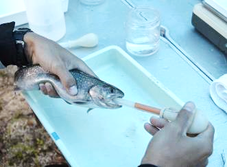 写真1　渓流魚の胃内容物調査