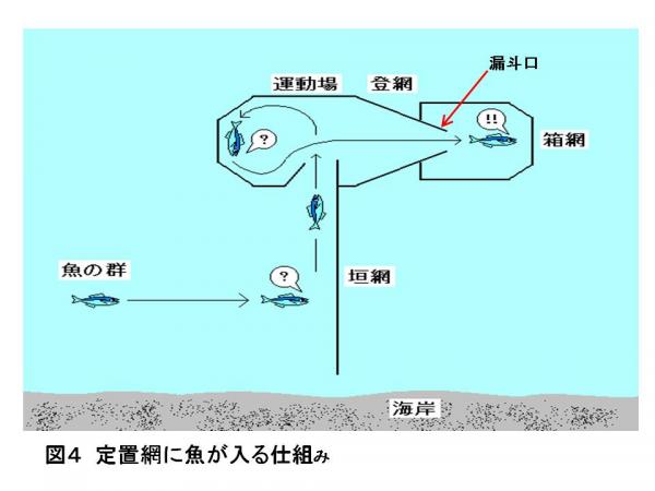 図4　定置網に魚が入る仕組み