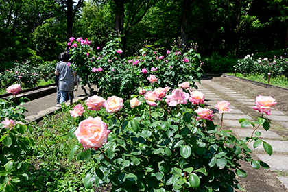 相模原北公園の春咲きのバラ