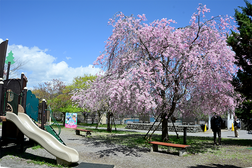 宮ヶ瀬湖畔エリアにあるしだれ桜