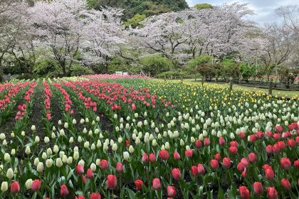 大和市ふれあいの森