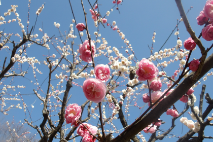相模原北公園の桜梅の花