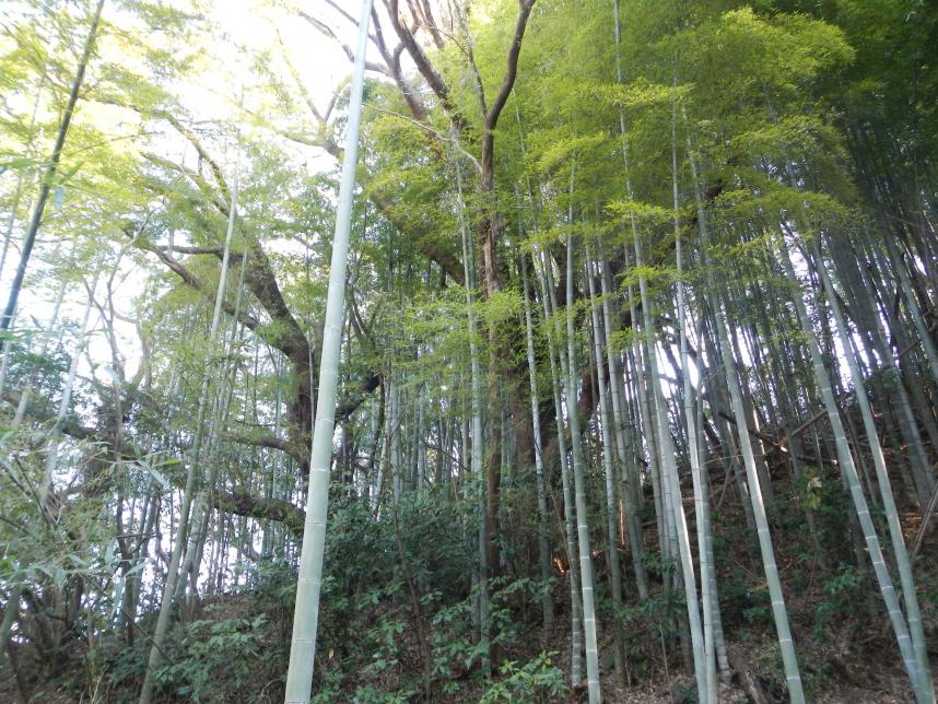 緑地保全活動（イメージ写真）