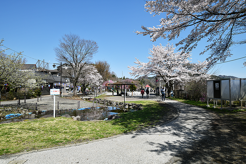 桜の花が咲く宮ヶ瀬