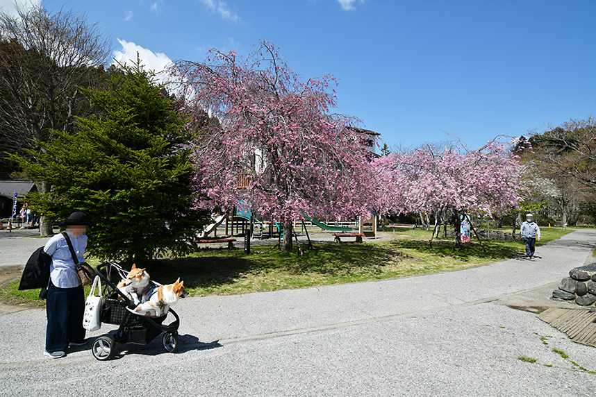 桜の花が咲く宮ヶ瀬2