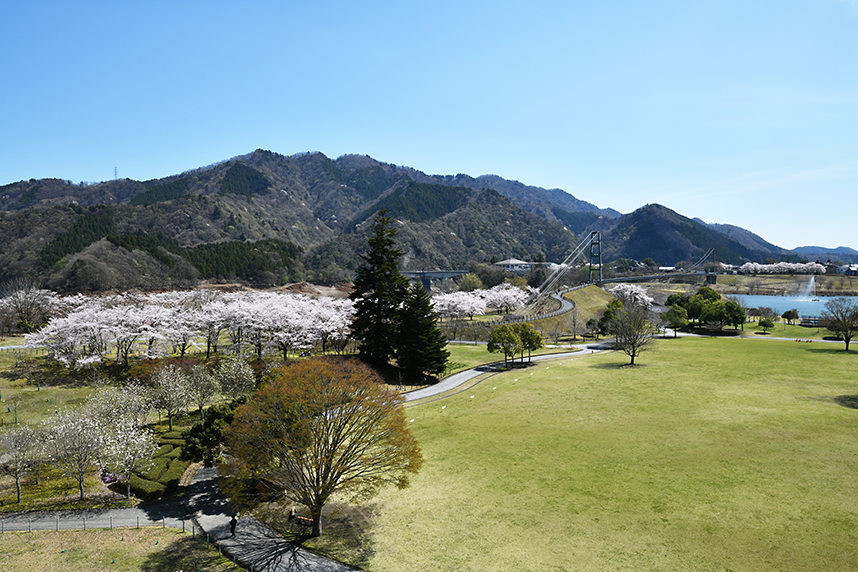 桜の花が咲く宮ヶ瀬3