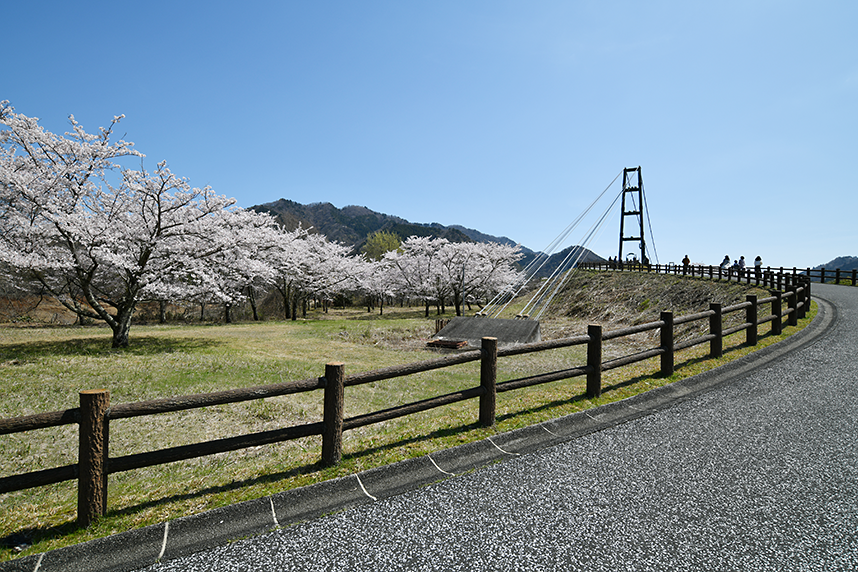 桜の花が咲く宮ヶ瀬4