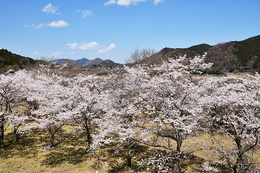 桜の花が咲く宮ヶ瀬5