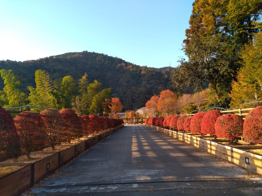 あいかわ公園_秋のドウダンツツジ