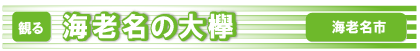 海老名の大欅