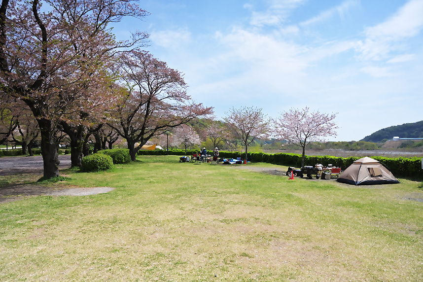 桜並木に面した上大島キャンプ場の風景