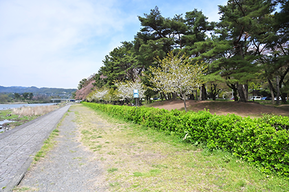 相模川に面したキャンプ場の風景