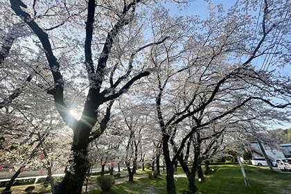 上大島キャンプ場の桜祭りの様子2