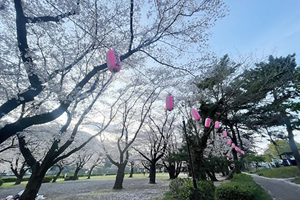 上大島キャンプ場の桜祭りの様子3