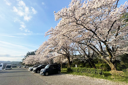 上大島キャンプ場の桜祭りの様子4
