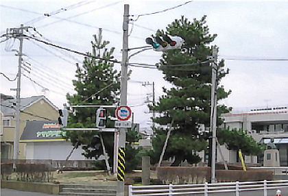 二本松交差点の松