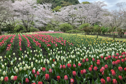 ふれあいの森